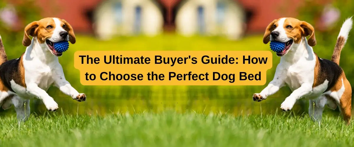 How to Choose the Perfect Dog Bed