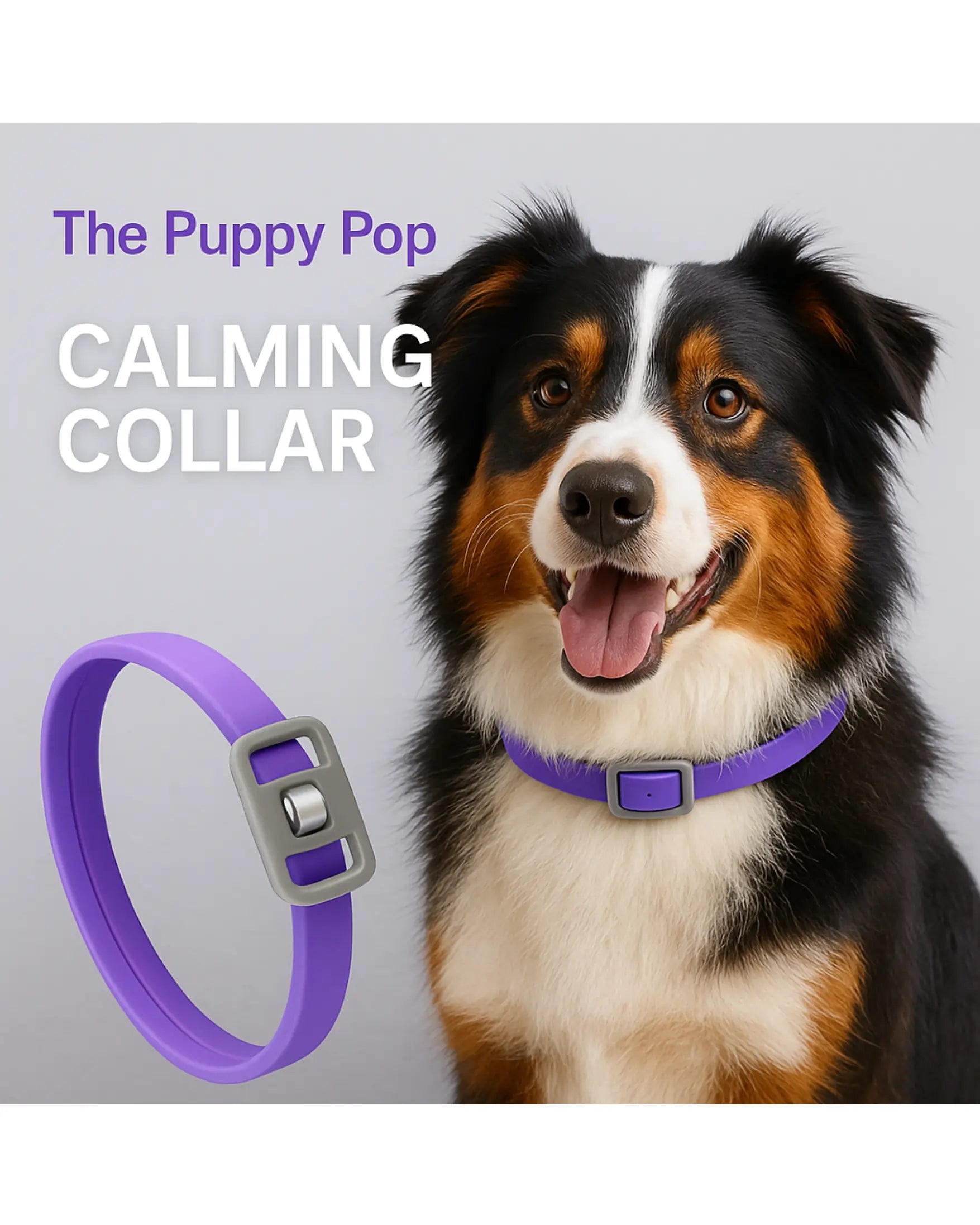 Dog calming collar adjustable buckle close-up for secure comfortable fit